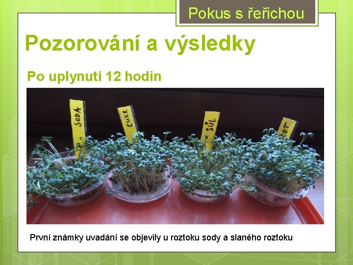 Pokus s řeřichou Pozorování a výsledky Po uplynutí 12 hodin První známky uvadání se