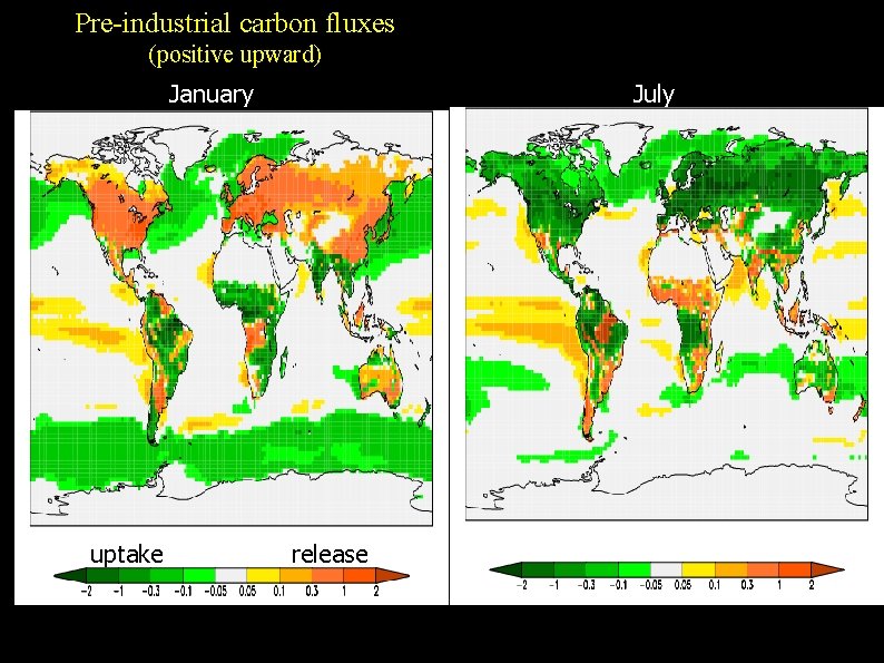 Pre-industrial carbon fluxes (positive upward) January uptake July release [g. C/day m 2] 