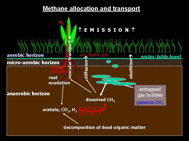 Methane allocation and transport O 2 root exudation anaerobic horizon dissolved CH 4 acetate,