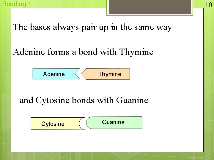 Bonding 1 10 The bases always pair up in the same way Adenine forms