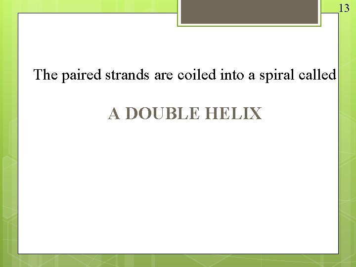 13 The paired strands are coiled into a spiral called A DOUBLE HELIX 