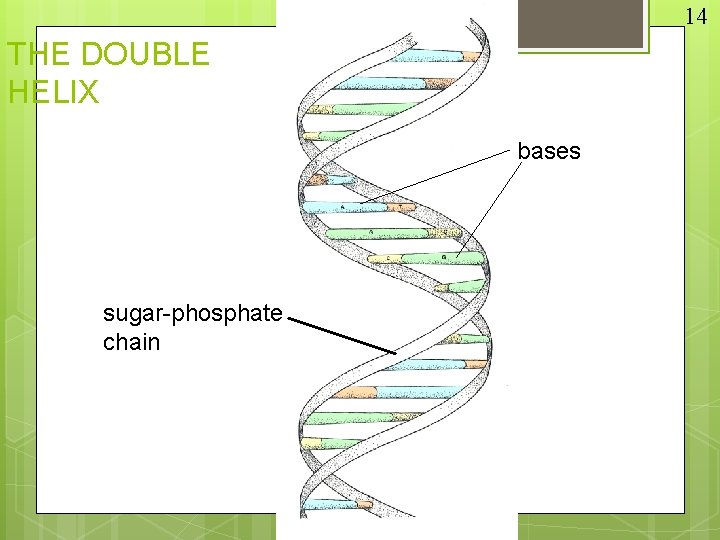 14 THE DOUBLE HELIX bases sugar-phosphate chain 