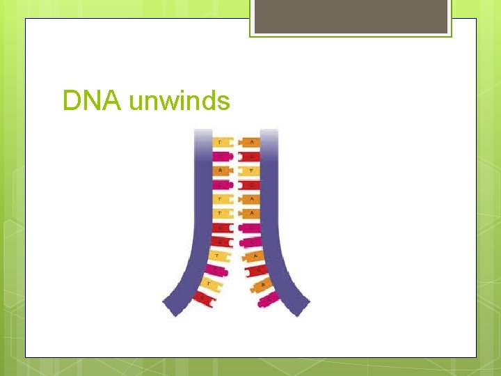 DNA unwinds 