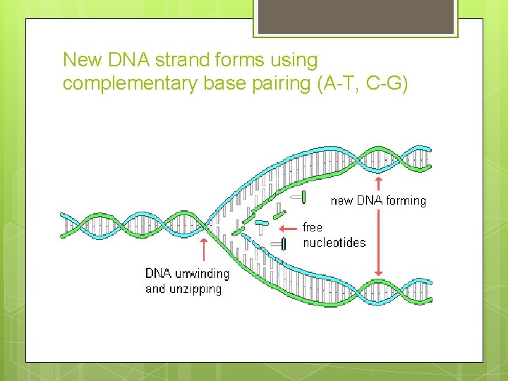 New DNA strand forms using complementary base pairing (A-T, C-G) 