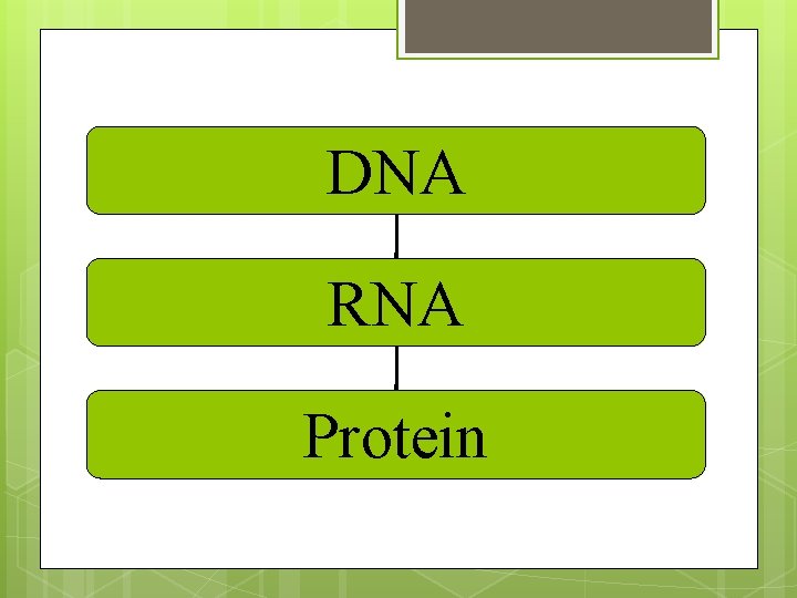 DNA RNA Protein 