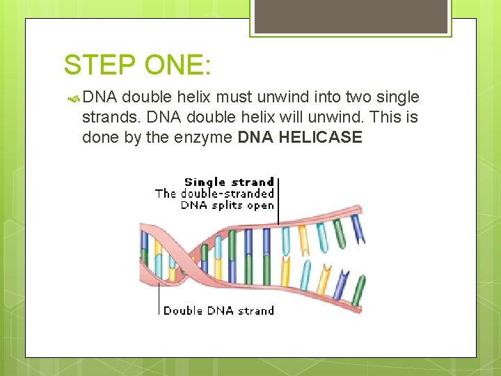 STEP ONE: DNA double helix must unwind into two single strands. DNA double helix