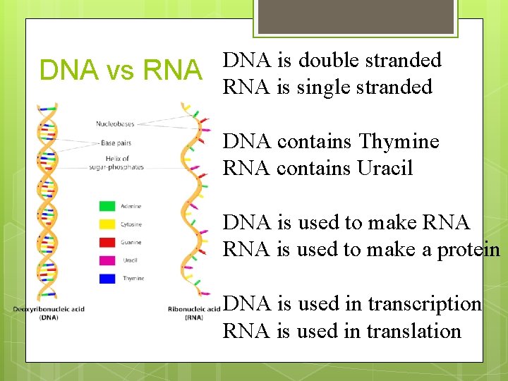 DNA vs RNA DNA is double stranded RNA is single stranded DNA contains Thymine