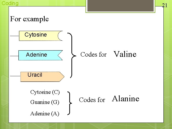 Coding 21 For example Cytosine Adenine Codes for Valine Codes for Alanine Uracil Cytosine