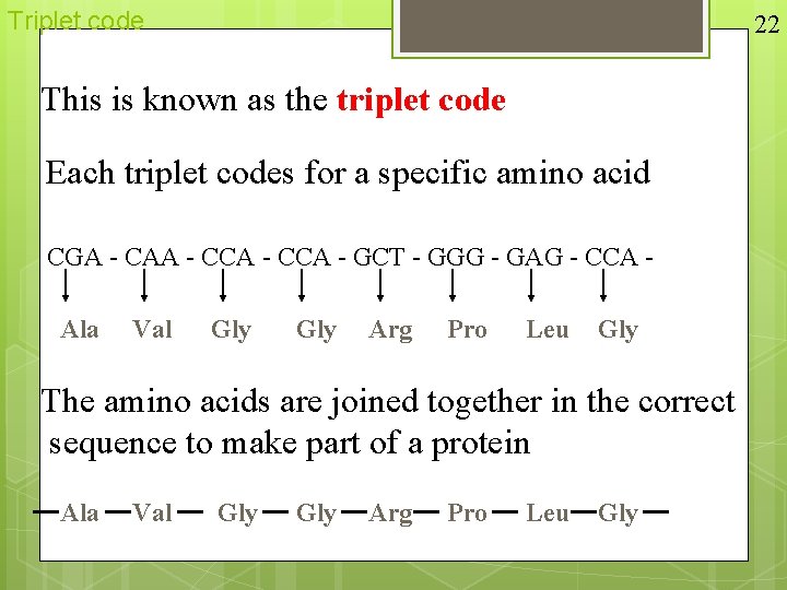 Triplet code 22 This is known as the triplet code Each triplet codes for