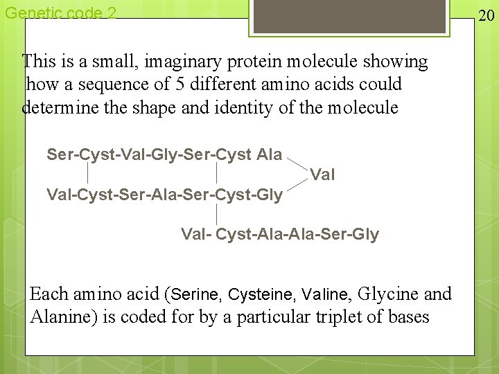 Genetic code 2 20 This is a small, imaginary protein molecule showing how a