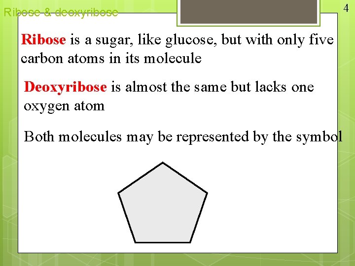 Ribose & deoxyribose Ribose is a sugar, like glucose, but with only five carbon