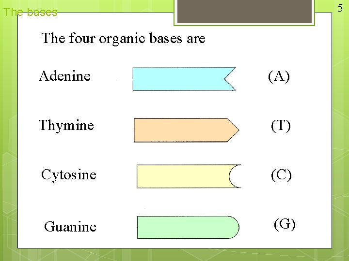 5 The bases The four organic bases are Adenine (A) Thymine (T) Cytosine (C)