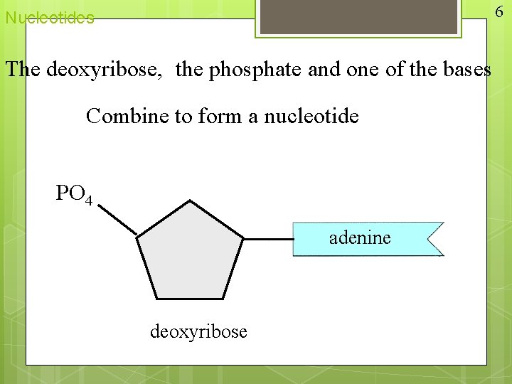 6 Nucleotides The deoxyribose, the phosphate and one of the bases Combine to form