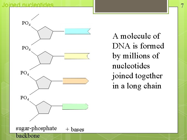 Joined nucleotides 7 PO 4 A molecule of DNA is formed by millions of