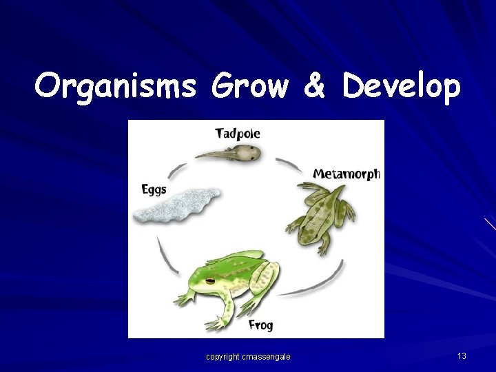Organisms Grow & Develop copyright cmassengale 13 