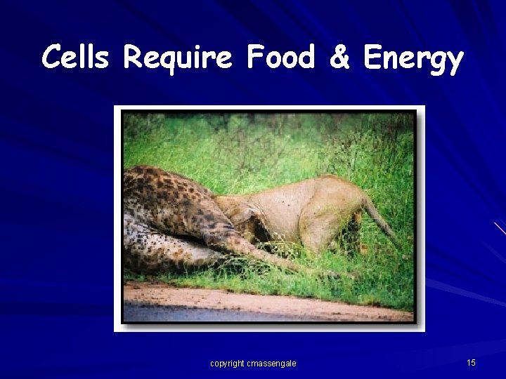 Cells Require Food & Energy copyright cmassengale 15 