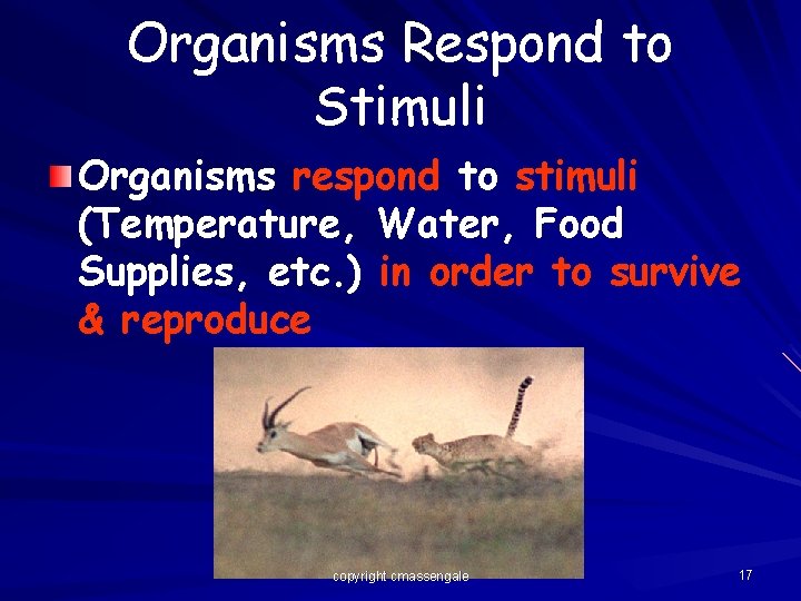 Organisms Respond to Stimuli Organisms respond to stimuli (Temperature, Water, Food Supplies, etc. )