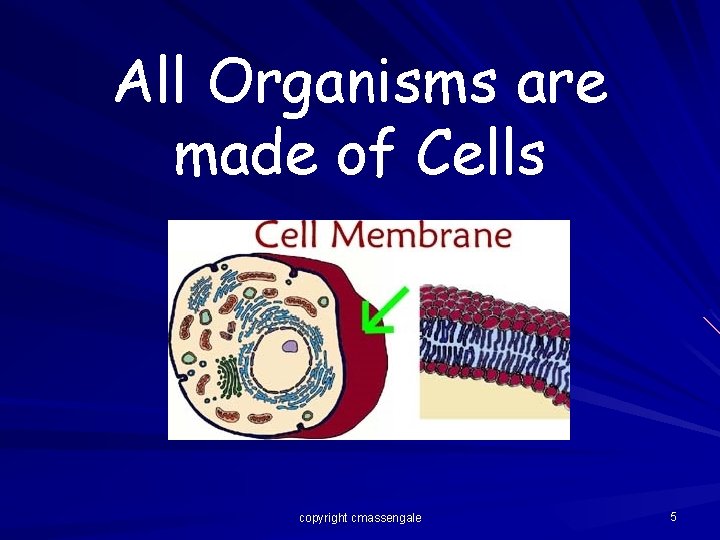 All Organisms are made of Cells copyright cmassengale 5 