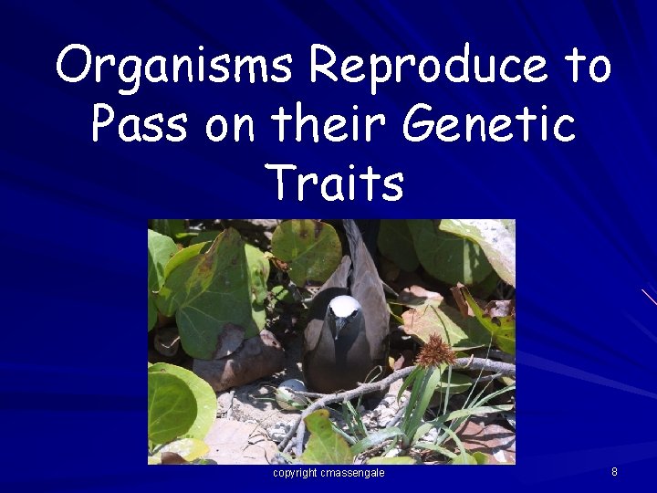 Organisms Reproduce to Pass on their Genetic Traits copyright cmassengale 8 