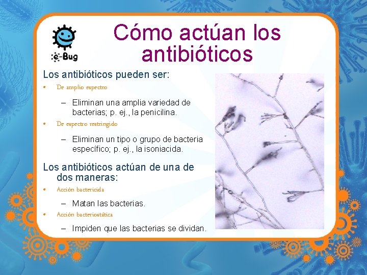 Cómo actúan los antibióticos Los antibióticos pueden ser: • De amplio espectro – Eliminan