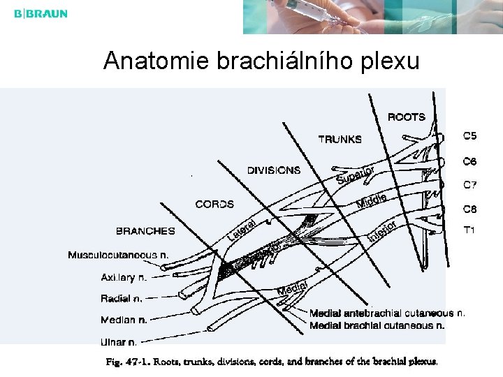 Anatomie brachiálního plexu 