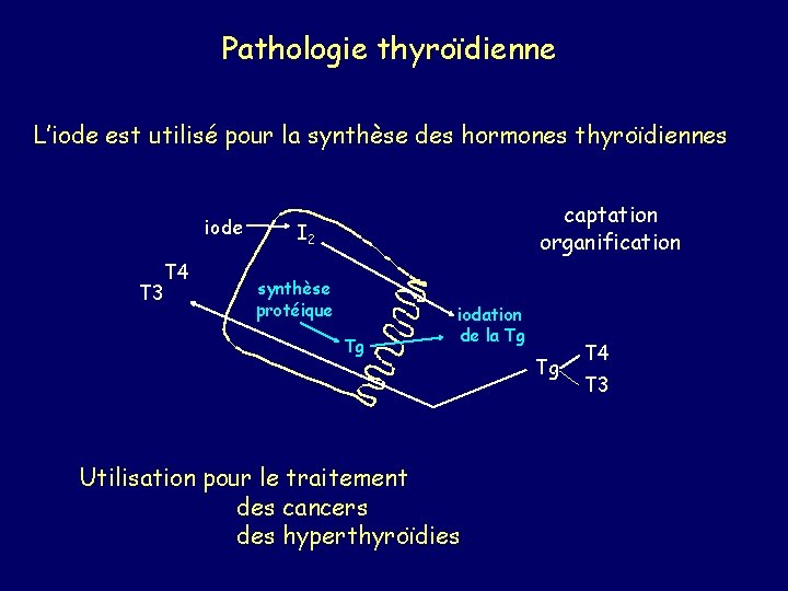 Pathologie thyroïdienne L’iode est utilisé pour la synthèse des hormones thyroïdiennes iode T 4