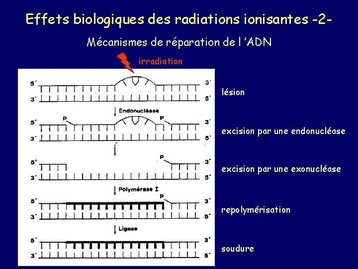 Effets biologiques des radiations ionisantes -2 Mécanismes de réparation de l ’ADN irradiation lésion