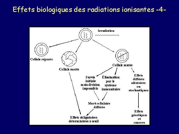 Effets biologiques des radiations ionisantes -4 - 