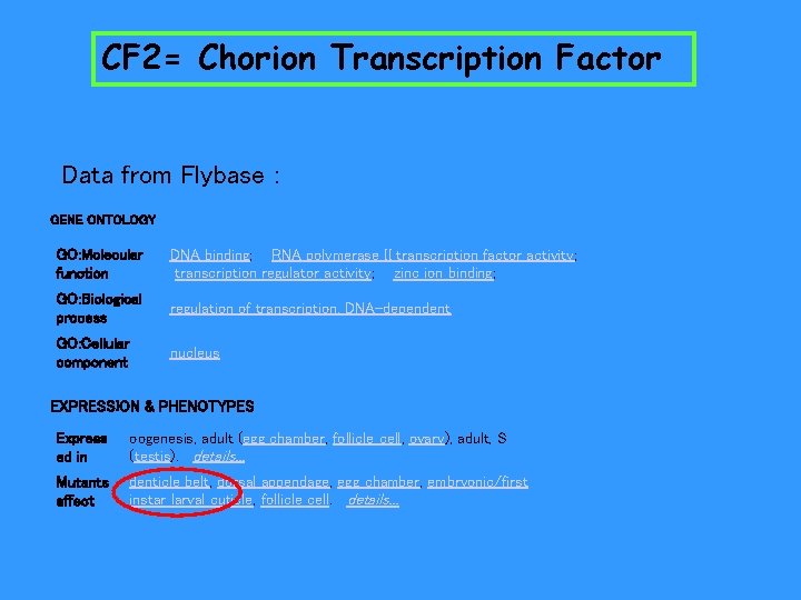 CF 2= Chorion Transcription Factor Data from Flybase : GENE ONTOLOGY GO: Molecular function