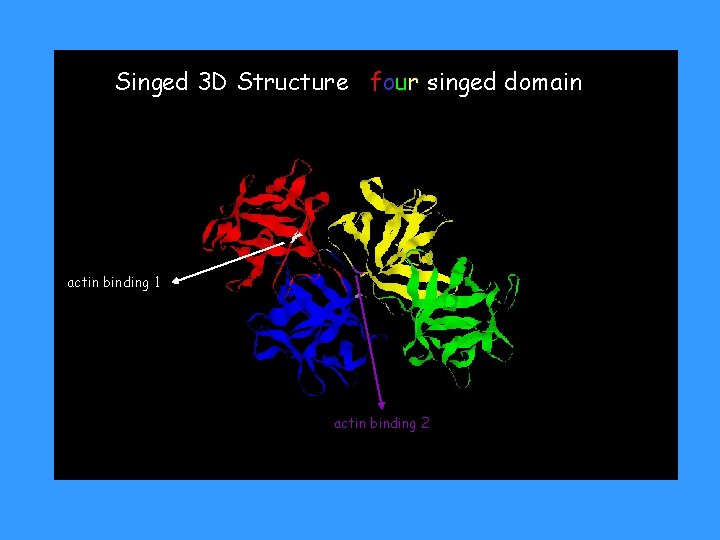 Singed 3 D Structure four singed domain actin binding 1 actin binding 2 