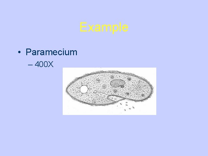 Example • Paramecium – 400 X 
