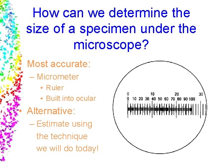 How can we determine the size of a specimen under the microscope? • Most