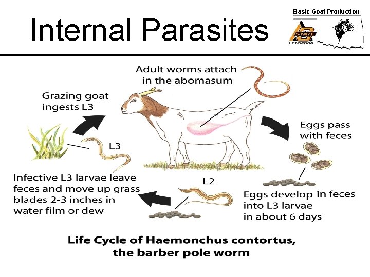 Internal Parasites Basic Goat Production 