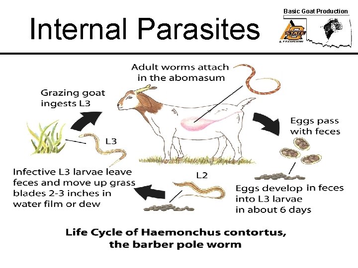 Internal Parasites Basic Goat Production 