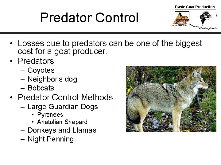 Basic Goat Production Predator Control • Losses due to predators can be one of