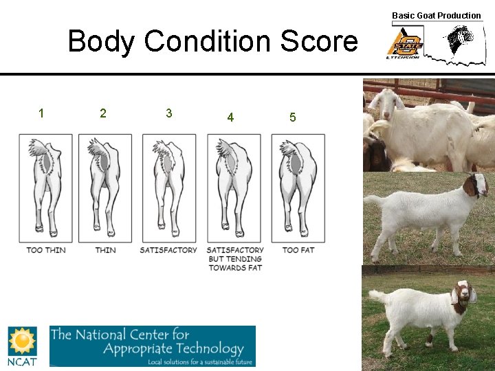 Basic Goat Production Body Condition Score 1 2 3 4 5 