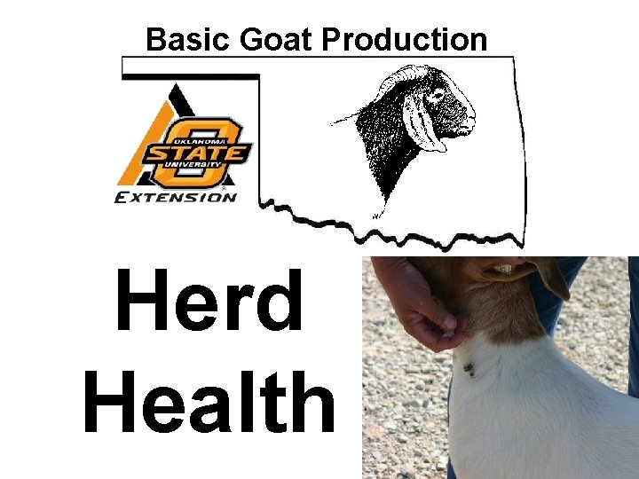 Basic Goat Production Herd Health 