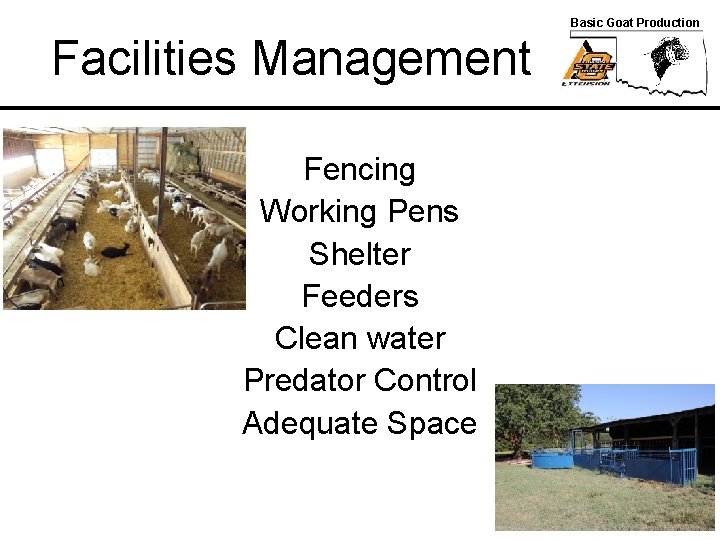 Basic Goat Production Facilities Management Fencing Working Pens Shelter Feeders Clean water Predator Control