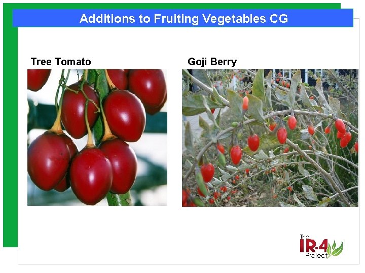 Additions to Fruiting Vegetables CG Tree Tomato Goji Berry 