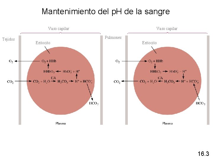 Mantenimiento del p. H de la sangre Vaso capilar Tejidos Vaso capilar Pulmones Eritocito