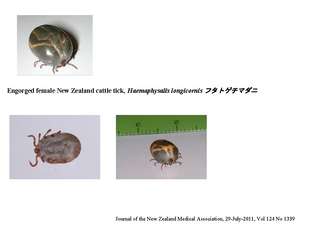 Engorged female New Zealand cattle tick, Haemaphysalis longicornis フタトゲチマダニ Journal of the New Zealand