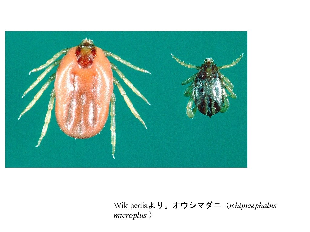 Wikipediaより。オウシマダニ（Rhipicephalus microplus ） 