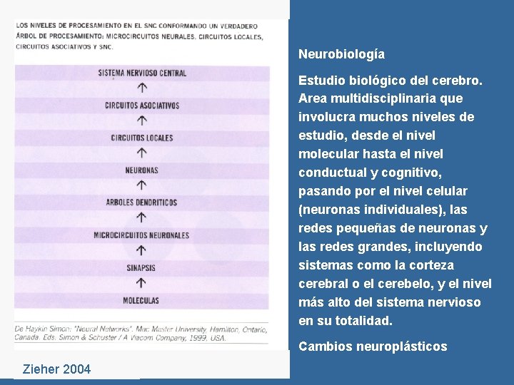 Neurobiología Estudio biológico del cerebro. Area multidisciplinaria que involucra muchos niveles de estudio, desde