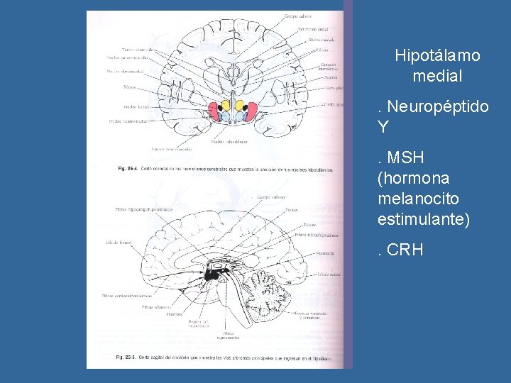 Hipotálamo medial. Neuropéptido Y. MSH (hormona melanocito estimulante) . CRH 