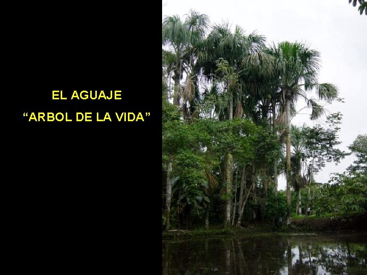 EL AGUAJE “ARBOL DE LA VIDA” 