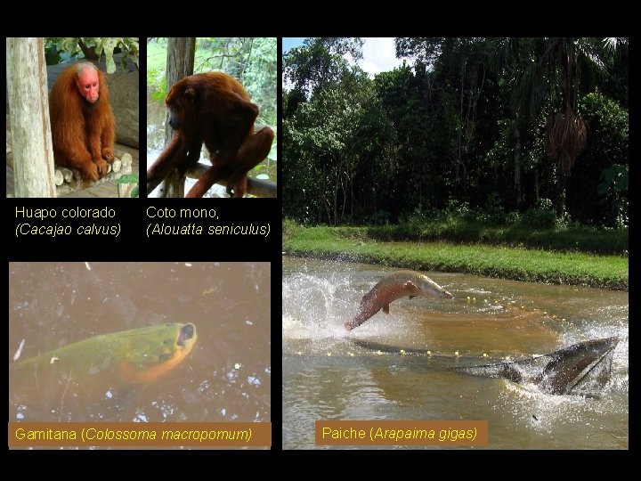 Huapo colorado (Cacajao calvus) Coto mono, (Alouatta seniculus) Gamitana (Colossoma macropomum) Paiche (Arapaima gigas)