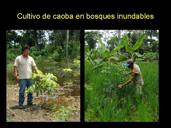 Cultivo de caoba en bosques inundables 