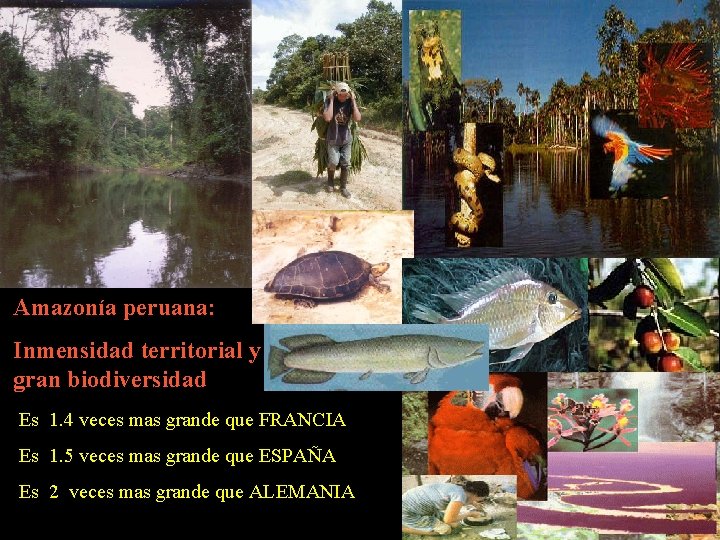 Amazonía peruana: Inmensidad territorial y gran biodiversidad Es 1. 4 veces mas grande que