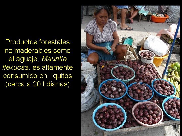 Productos forestales no maderables como el aguaje, Mauritia flexuosa, es altamente consumido en Iquitos
