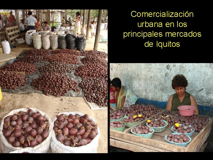 Comercialización urbana en los principales mercados de Iquitos 